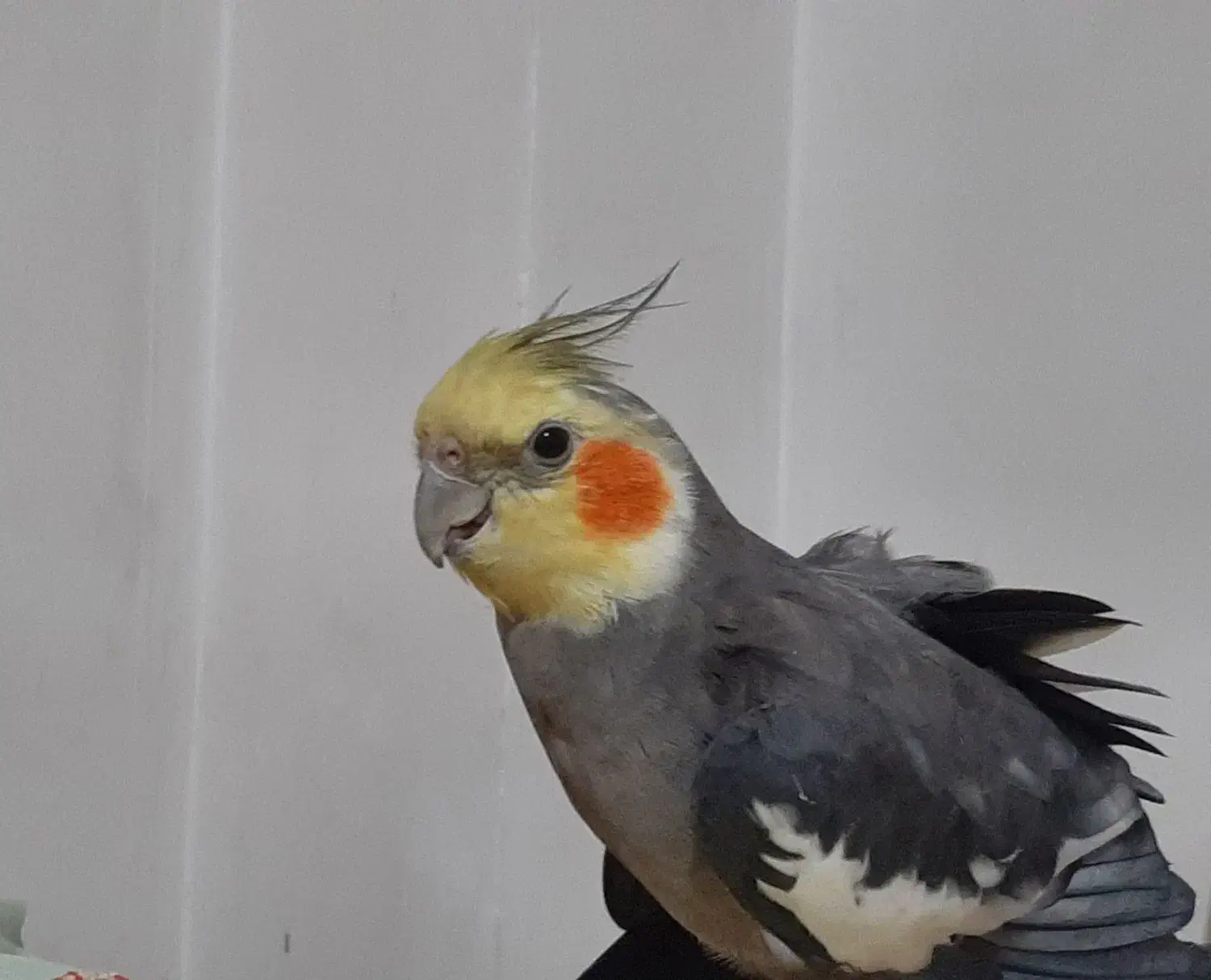 عروس هلندی گمشده|حیوانات|قم, شاه ابراهیم|دیوار