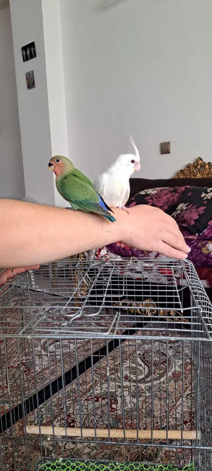 عروسی هلندی و طوطی برزیلی سرلاکی دو ماهه|پرنده|اردبیل, |دیوار