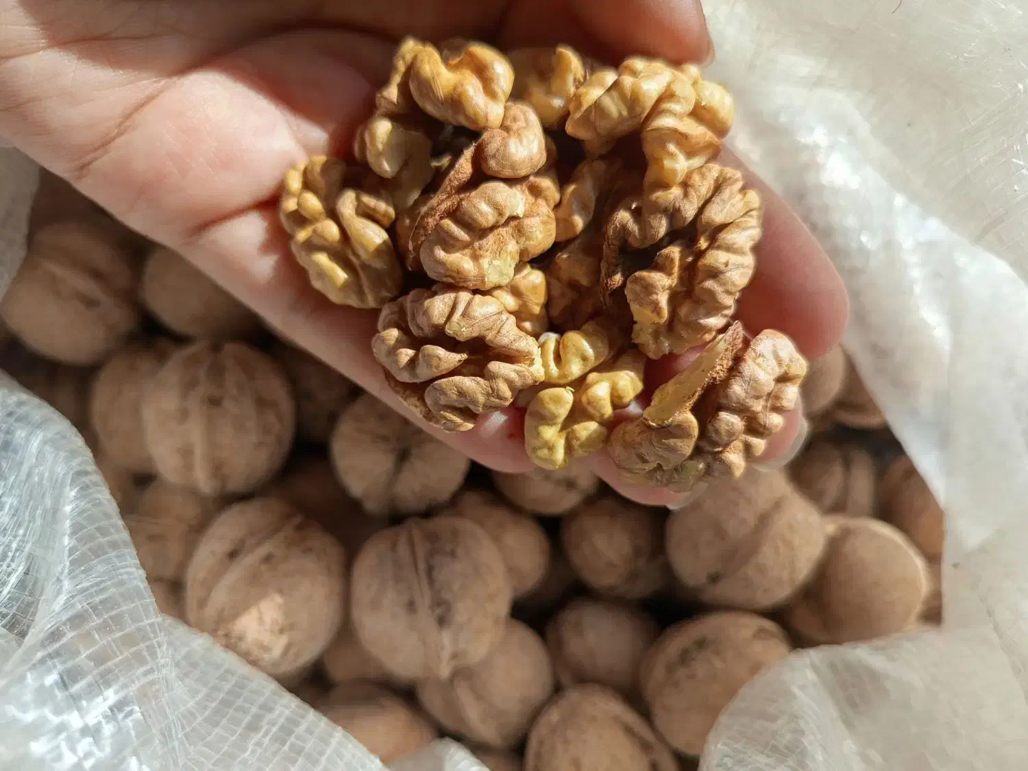 گردوی مغز سفید روغنی خوشمزه|خوردنی و آشامیدنی|صوفیان, |دیوار