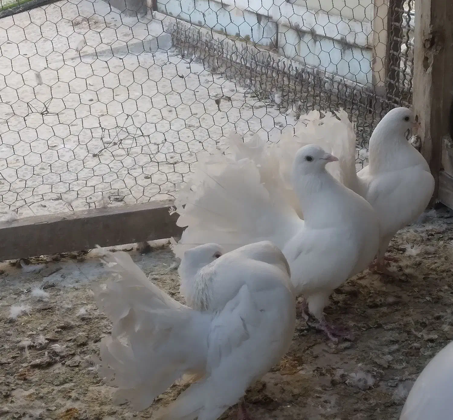 دو جفت چتری سفید نژاد دار|پرنده|اصفهان, پوریای ولی|دیوار