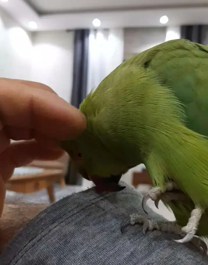 طوطی ملنگو فول دستی|پرنده|صدرا-فارس, فاز ۱|دیوار