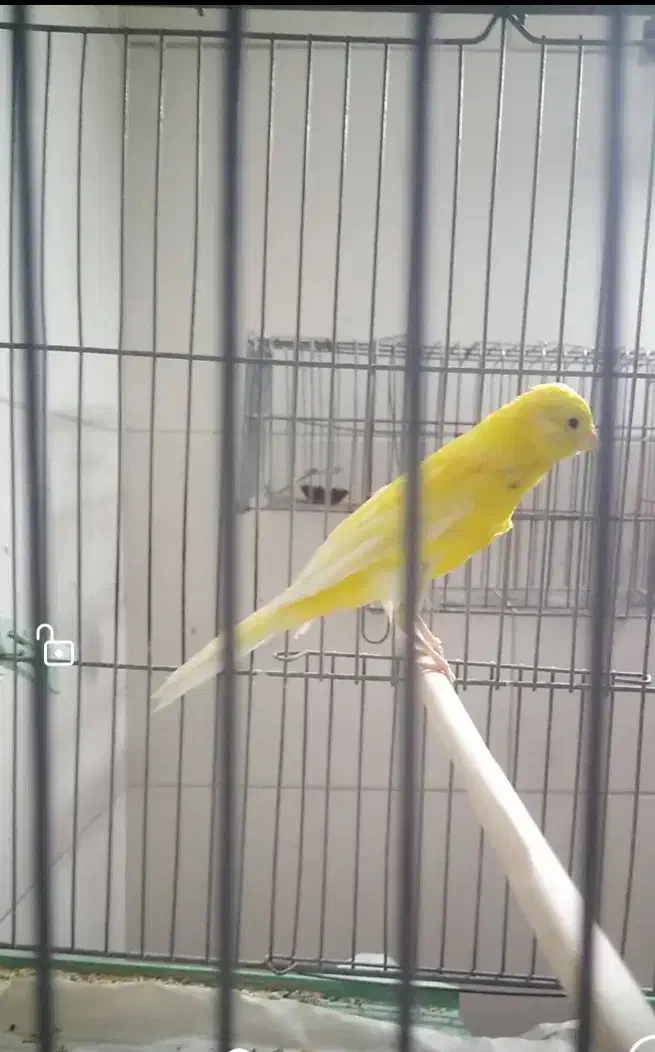 قناری بلند|پرنده|شهرضا, |دیوار