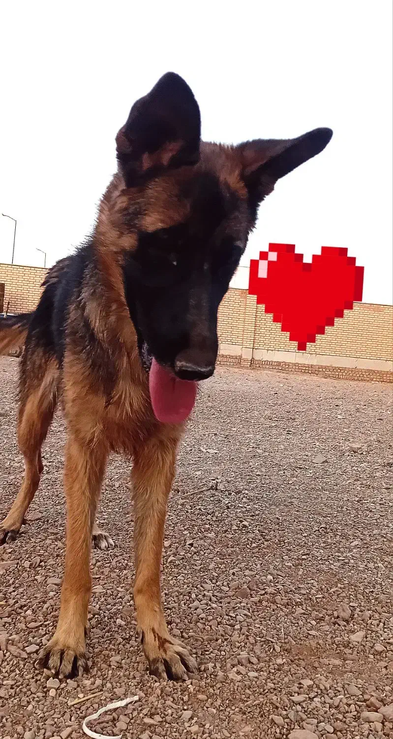 سگژرمناصل|سگ|پیشوا, |دیوار