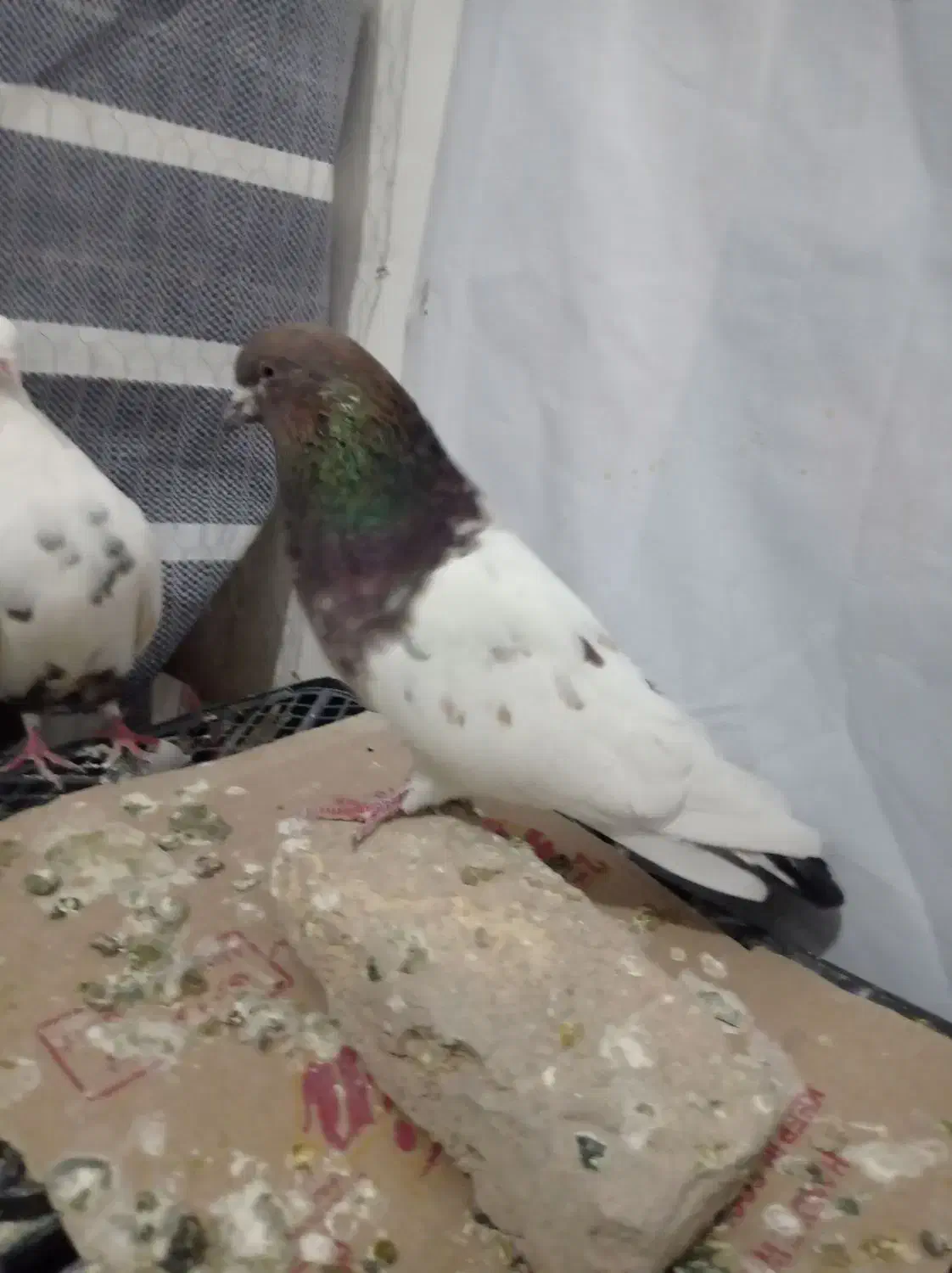 کبوتر|پرنده|رزن, |دیوار