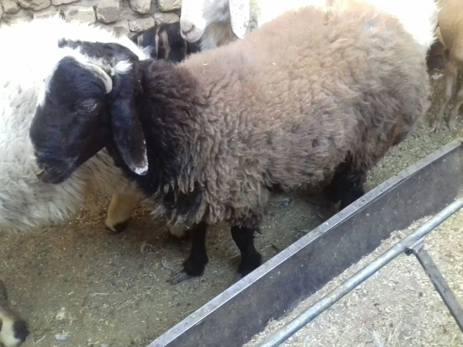 4راس بره نر|حیوانات مزرعه|مهریز, |دیوار