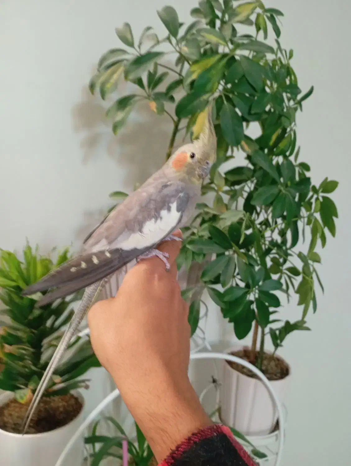 عروس هلندی ماده دستی مست|پرنده|اسلام‌شهر, شهرک سعیدیه|دیوار