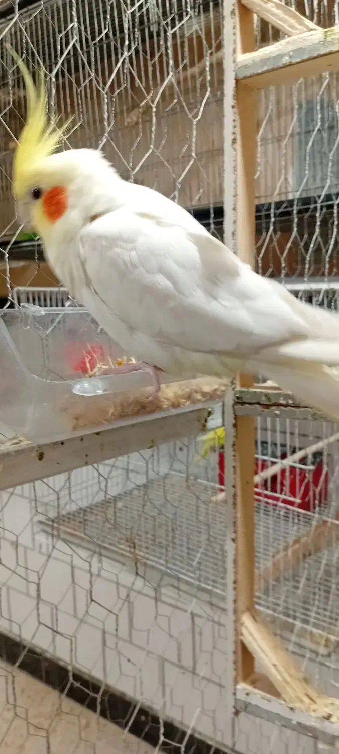 مغازه پرنده فروشی کل پرنده ها به فروش میرسد|پرنده|مه ولات, |دیوار