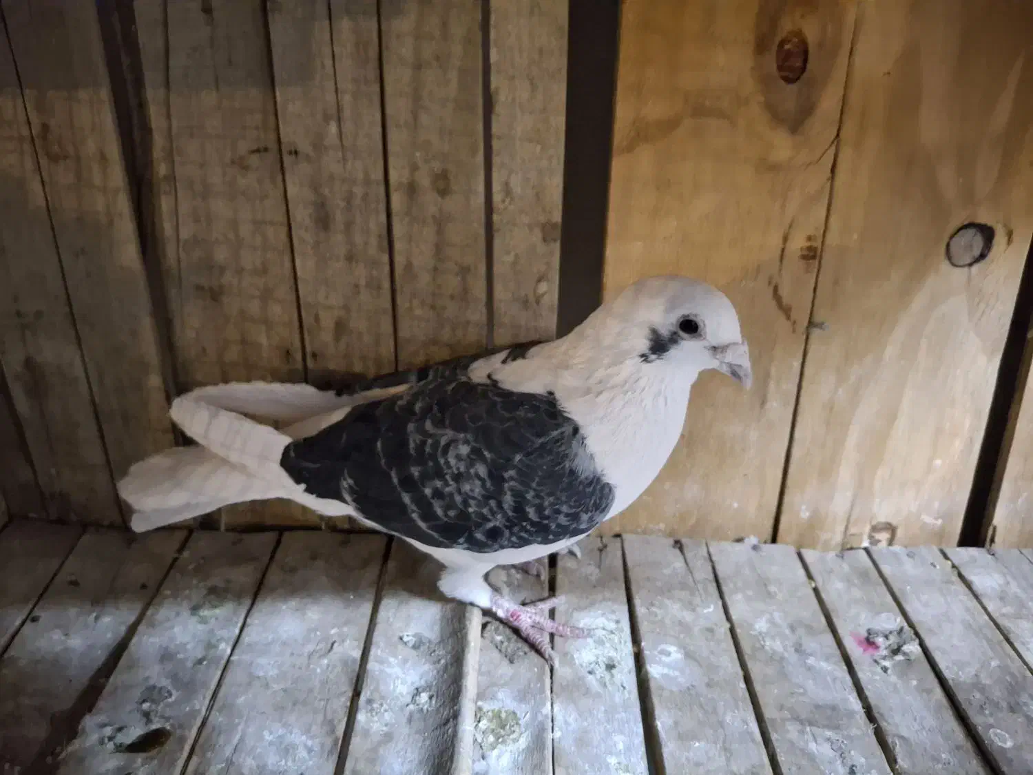 کبوتر|پرنده|قم, انصارالحسین|دیوار