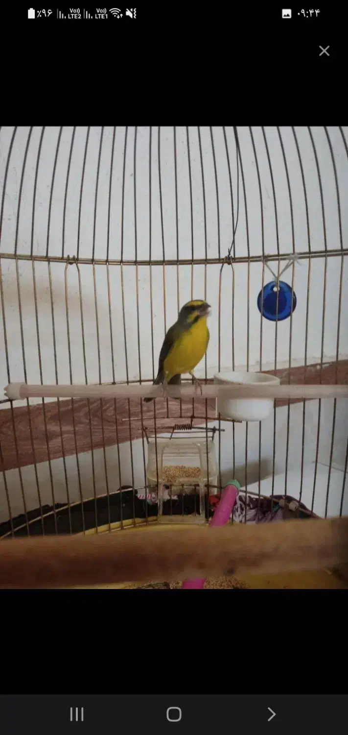 سهره. یاسمین مست.بخون.عتیقه|پرنده|اردبیل, |دیوار