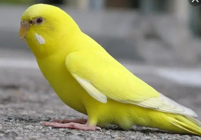 مرغ عشق گم کردم|حیوانات|آبادان, |دیوار