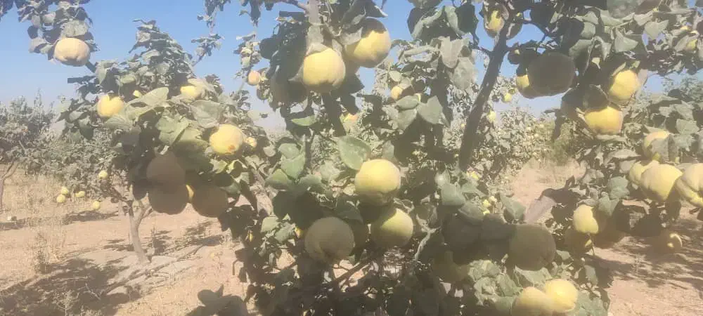 میوه بِه خوش طعم (سیبی)|خوردنی و آشامیدنی|شیراز, ریاستی|دیوار