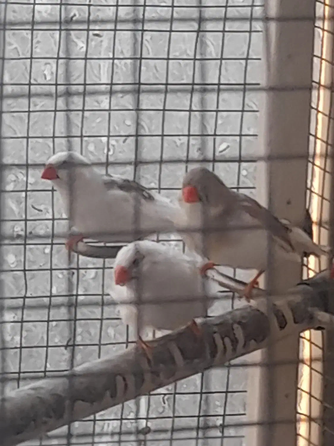 فنچ|پرنده|اصفهان, اشکاوند|دیوار