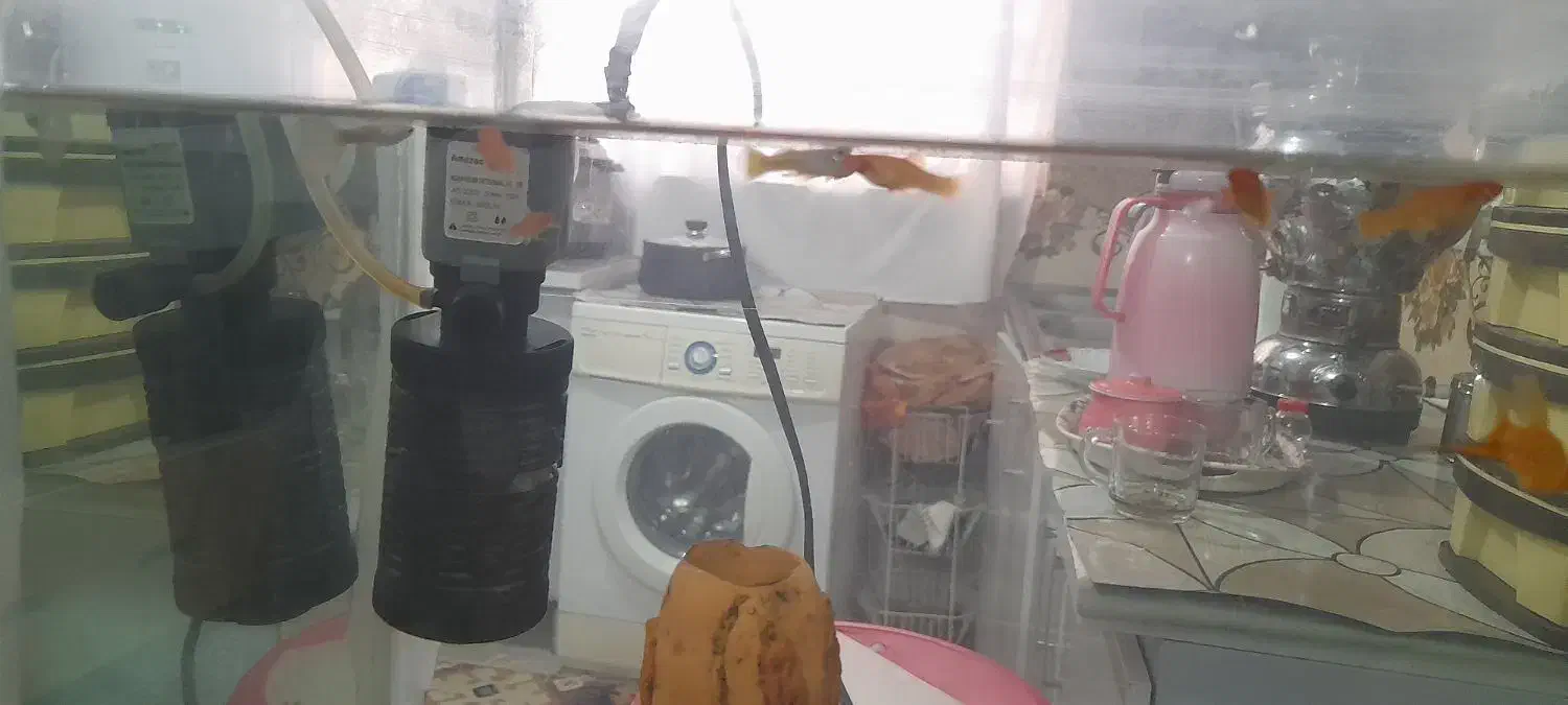 آکواریم|ماهی|سنندج, |دیوار