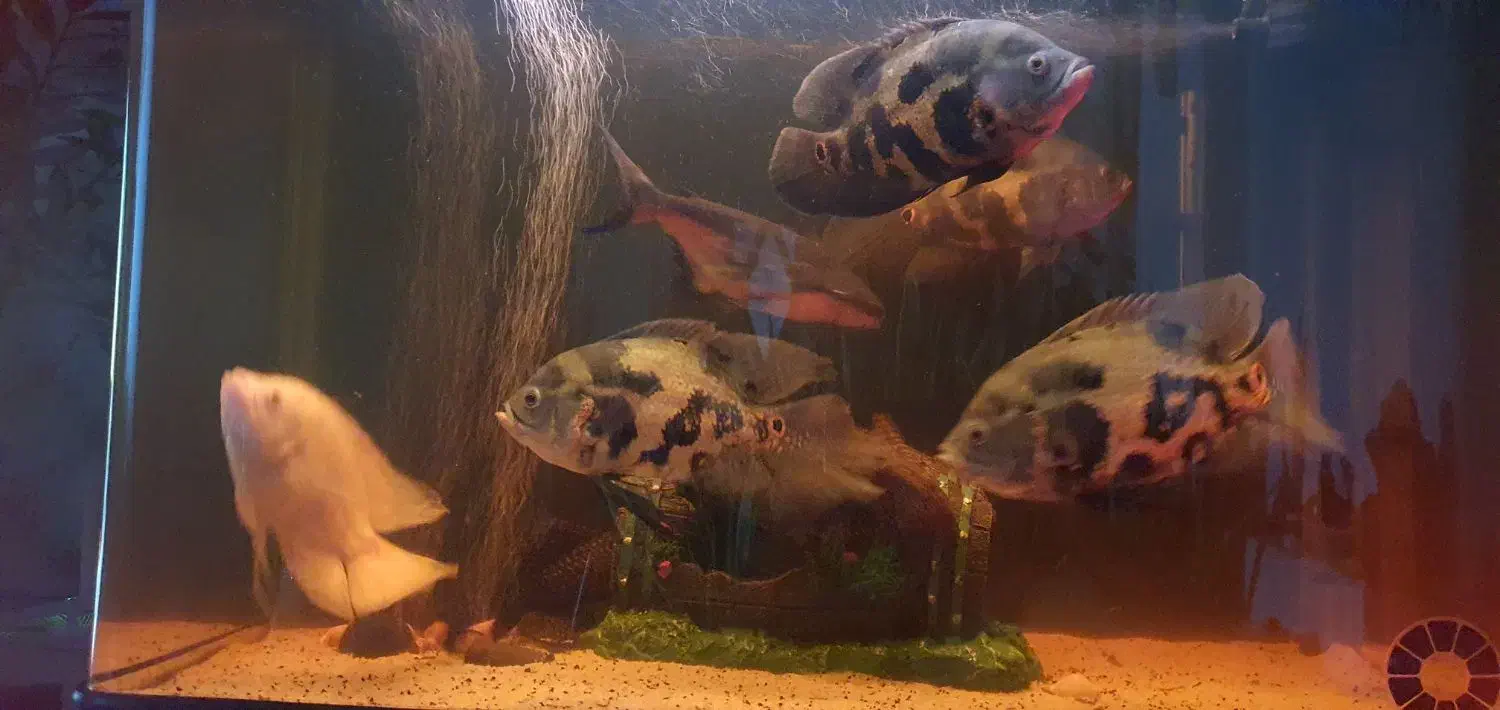 ماهی آکواریوم|ماهی|امامزاده عبدالله, |دیوار