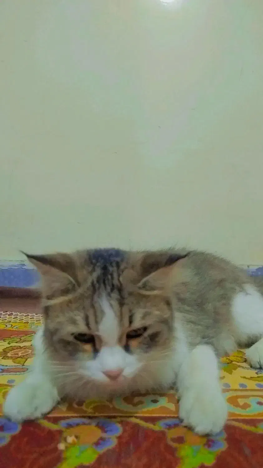 گربه ناز|گربه|گنبد کاووس, |دیوار