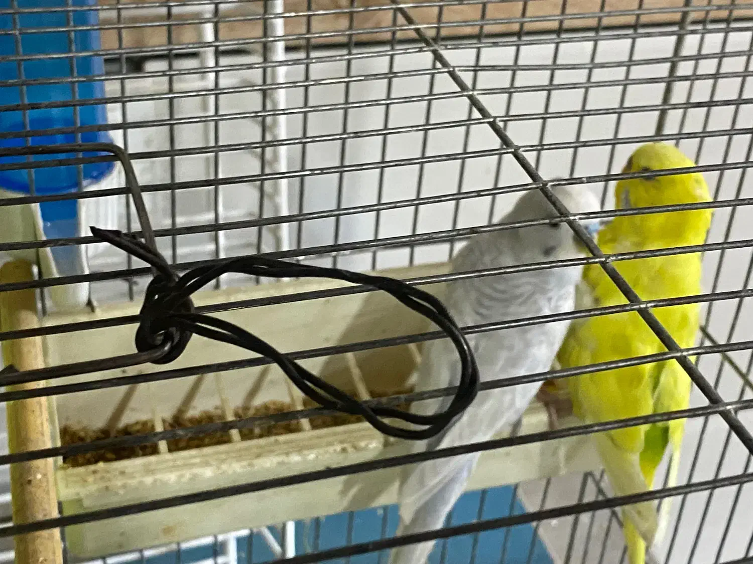 مرغ عشق|پرنده|کبودرآهنگ, |دیوار