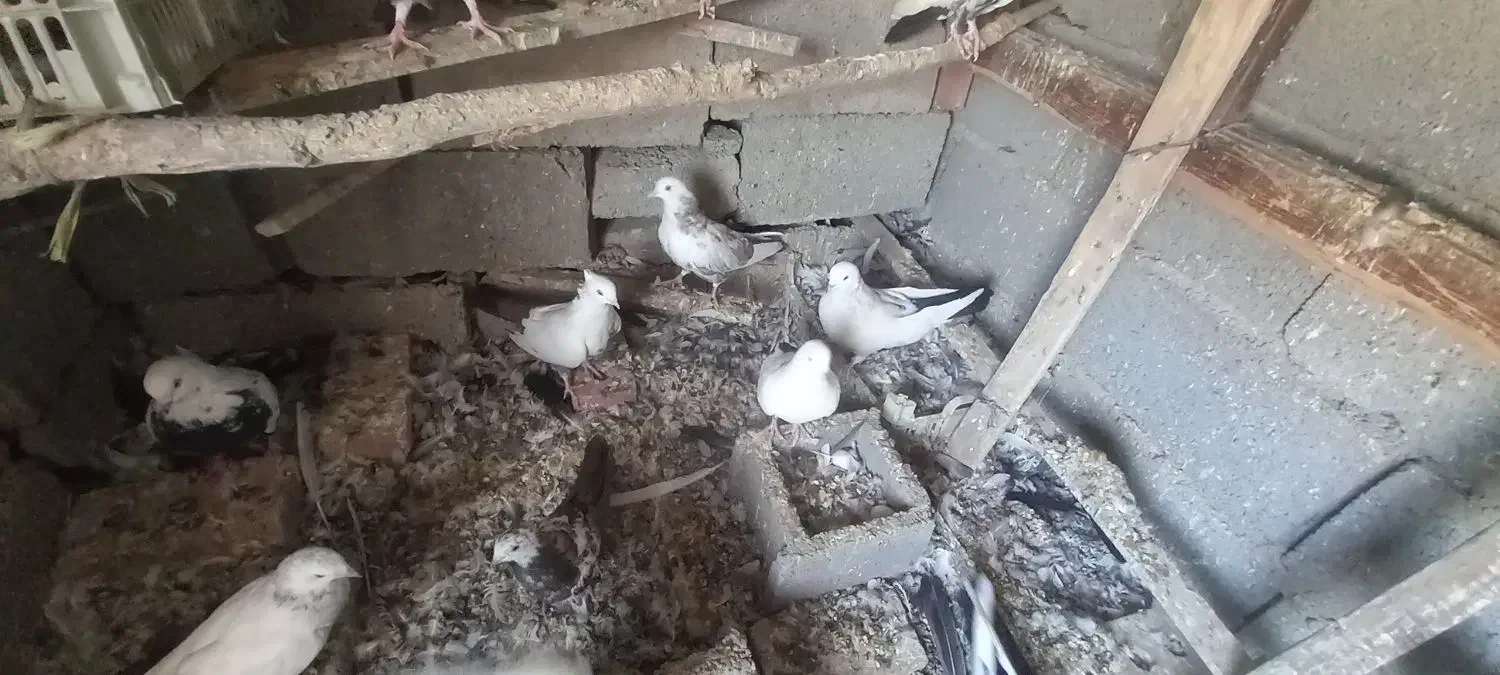 کفتر دمبی همه رنگ|پرنده|آذرشهر, |دیوار