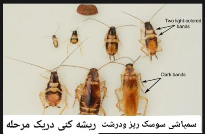 سمپاشی صددرصدتضمینی سم پاشی سوسک وساس و...|خدمات نظافت|تهران, آذری|دیوار