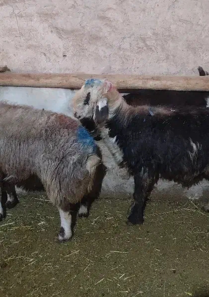 گوسفند فروشی|حیوانات مزرعه|دورود, |دیوار