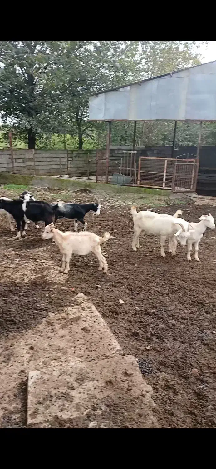 بز سانن دورگ|حیوانات مزرعه|املش, |دیوار