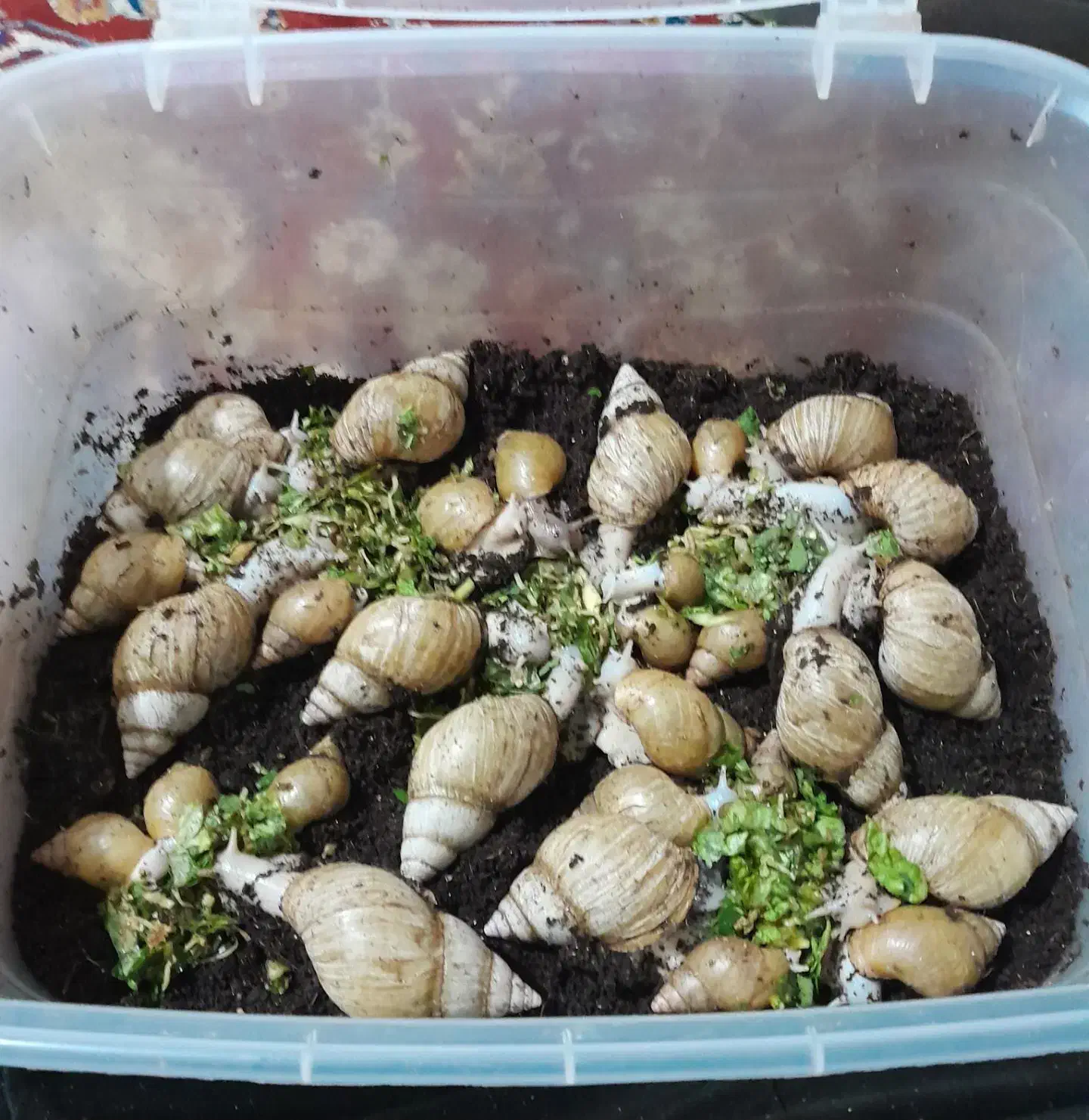 فروش حلزون یا حلزون تراپی|خزنده|شهرکرد, |دیوار