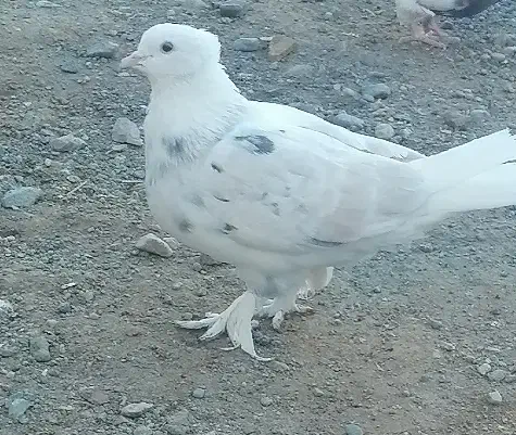 شازده سور ماده کلاهی|پرنده|گنبکی, |دیوار