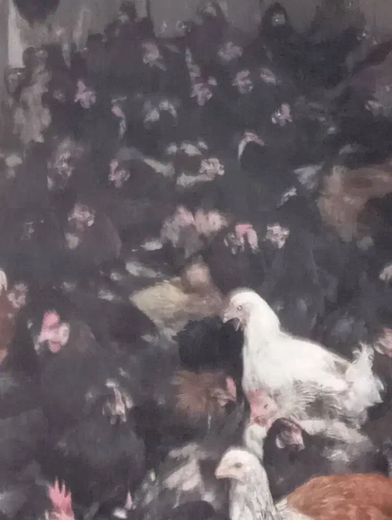 مرغ تخمگذار محلی درجه یک|حیوانات مزرعه|شیراز, بید زرد|دیوار