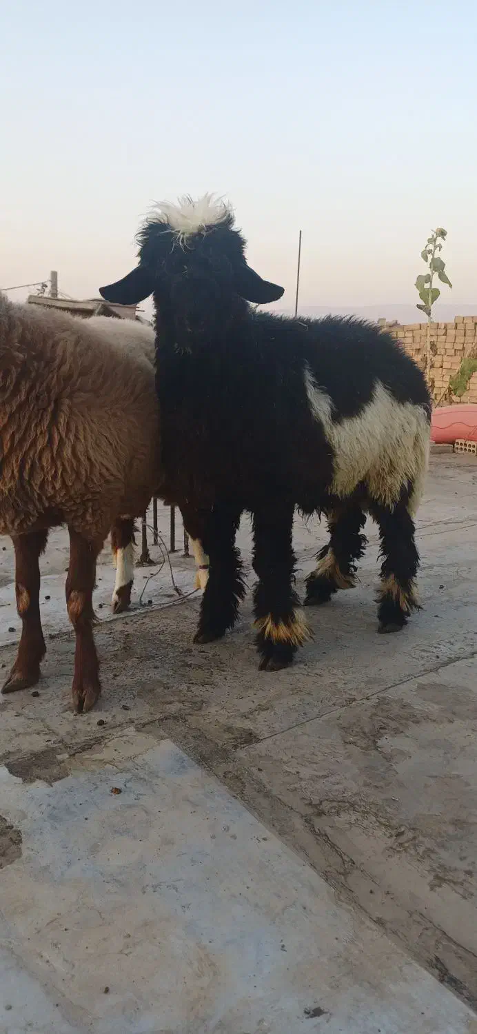 دو تا بره غوچی|حیوانات مزرعه|دهدشت, |دیوار