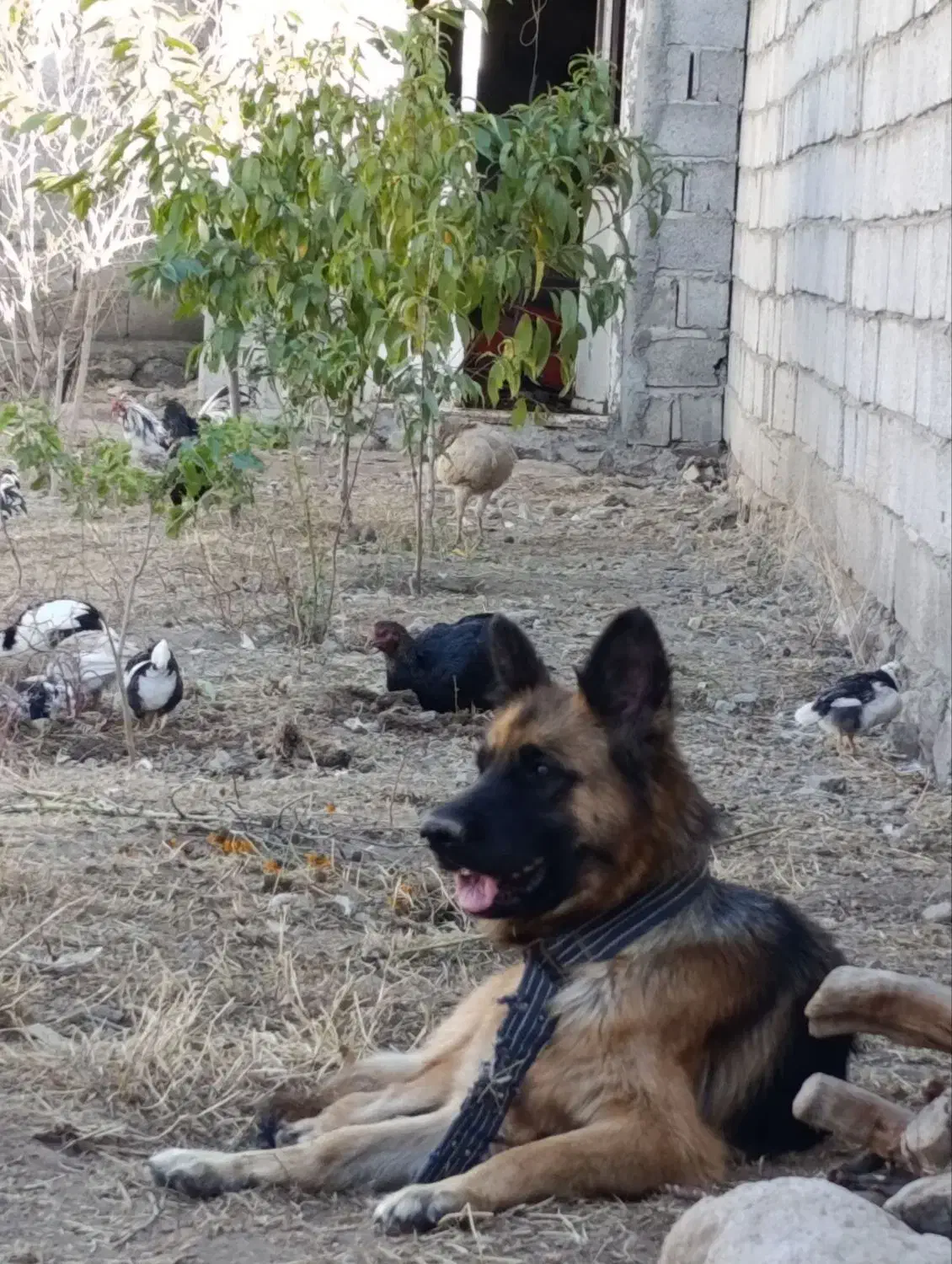 سگ ماده ۲ ساله|سگ|مشگین شهر, |دیوار