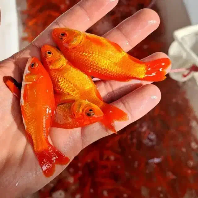 امد|ماهی|قائن, |دیوار