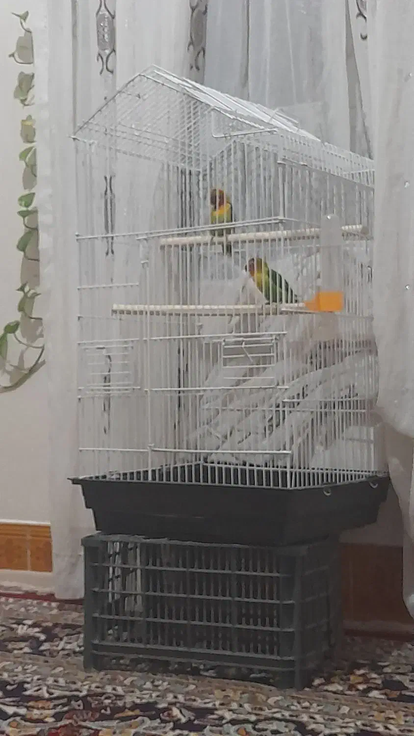 پرنده زینتی کوتوله وقفس|پرنده|خواف, |دیوار