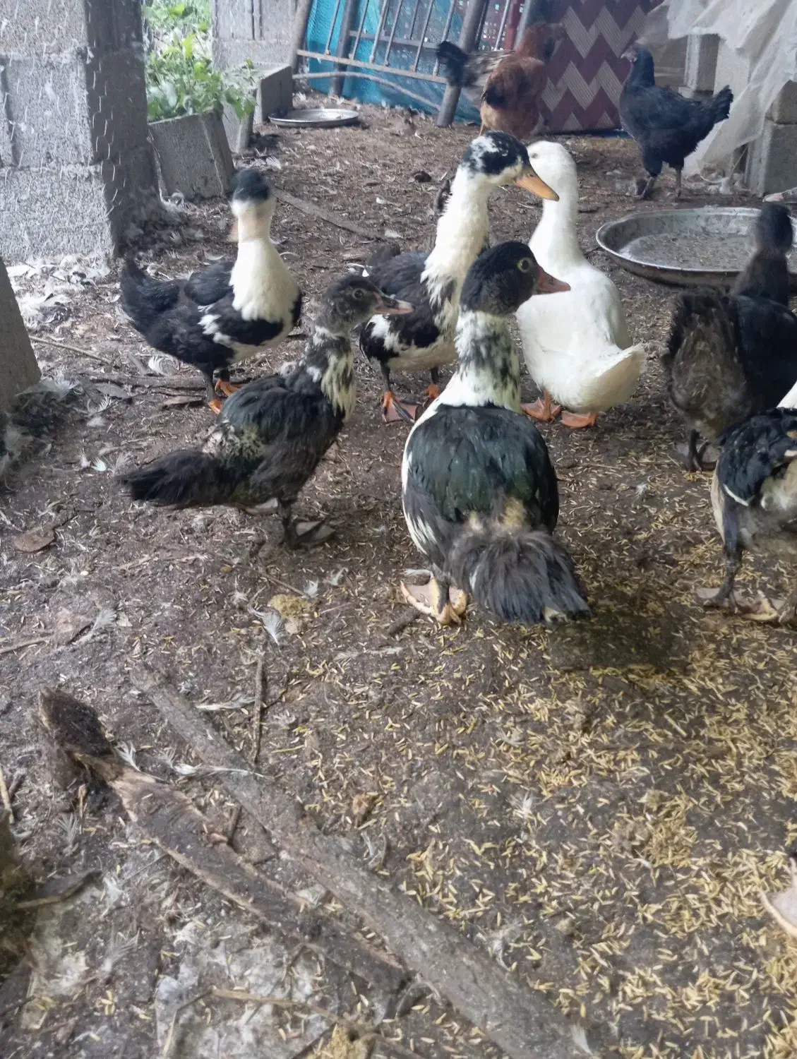 اردک اسراییلی جواان 210|حیوانات مزرعه|گوراب زرمیخ, |دیوار