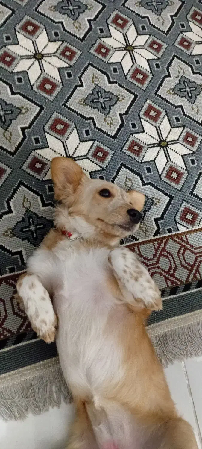 سگ چیکو|سگ|گرگان, |دیوار