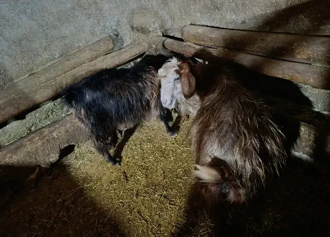 گوسفند و بز|حیوانات مزرعه|دهگلان, |دیوار