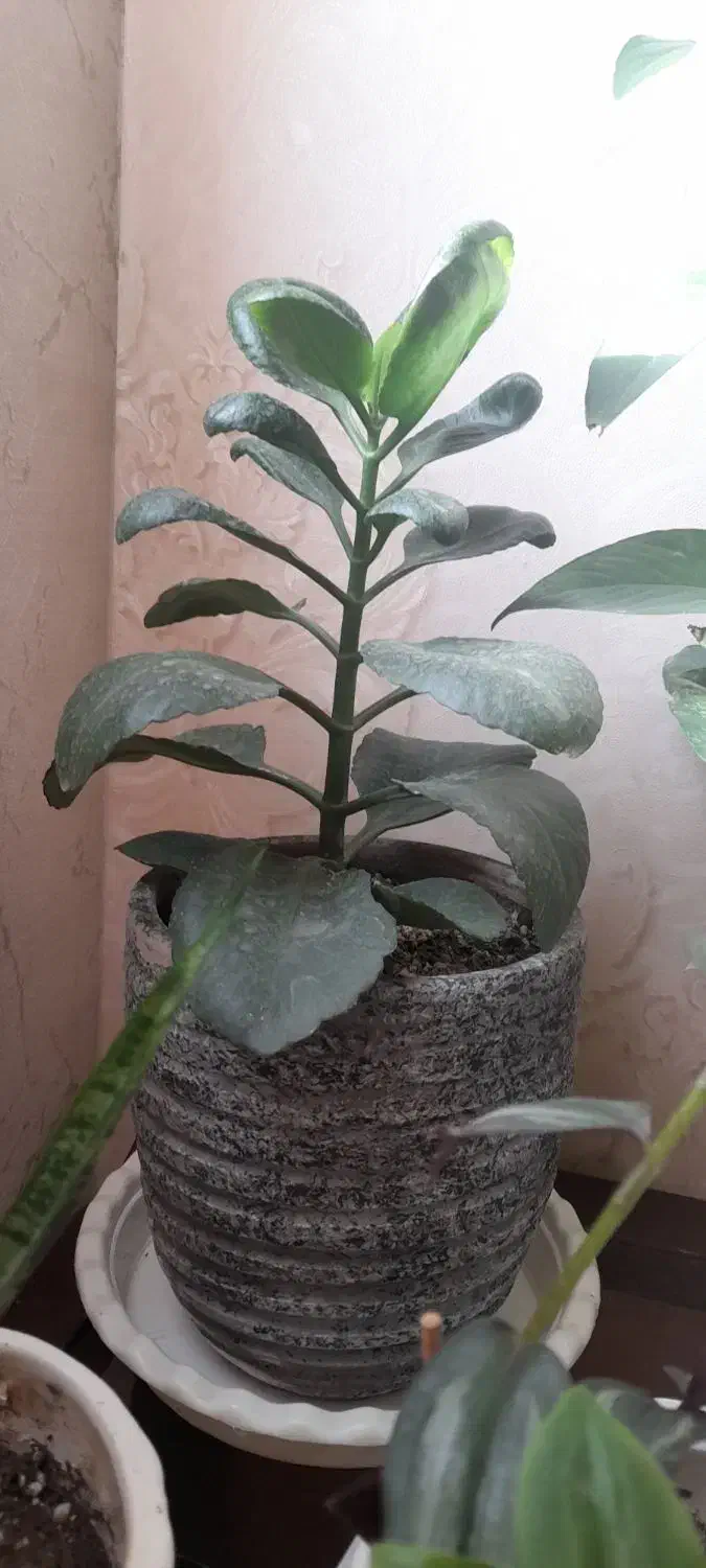 گلهای بسیار شاداب و زیبا|گل و گیاه طبیعی|پرند, فاز ۴|دیوار