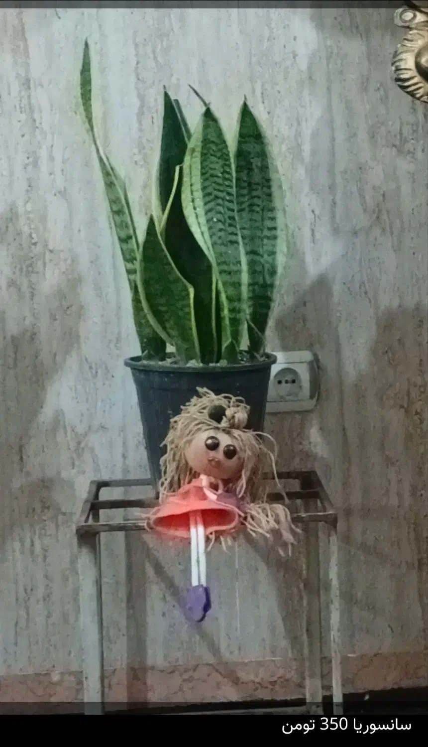 گل طبیعی|گل و گیاه طبیعی|باقرشهر, |دیوار