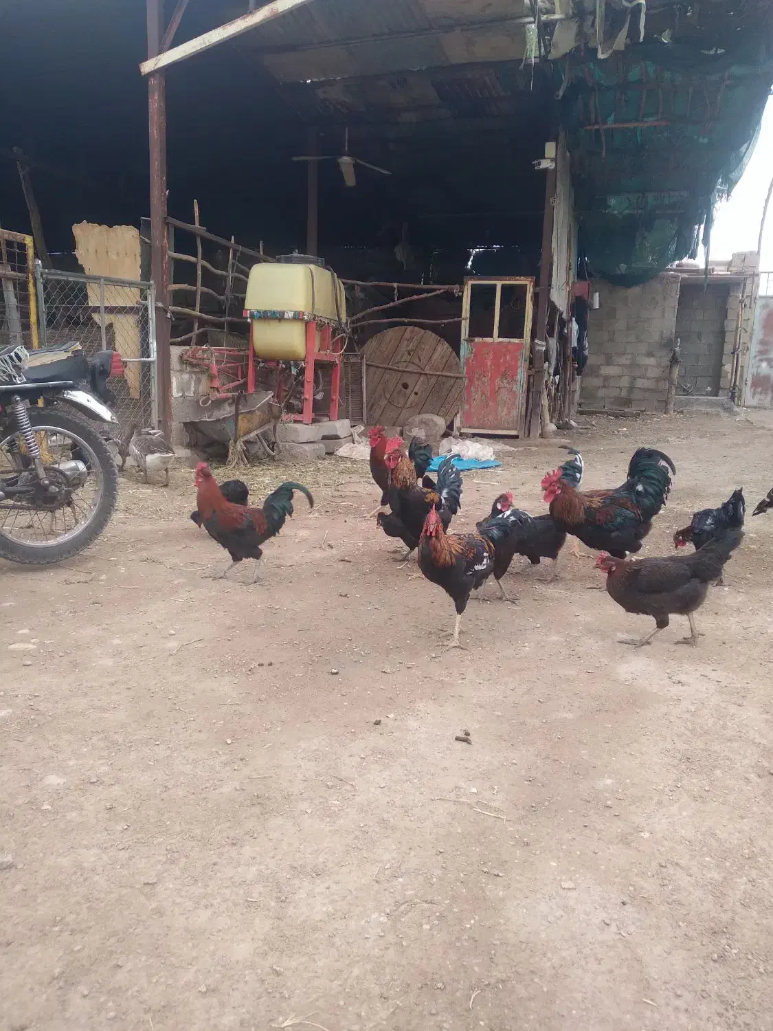 مرغ وخروس و قاز|حیوانات مزرعه|اندیمشک, |دیوار