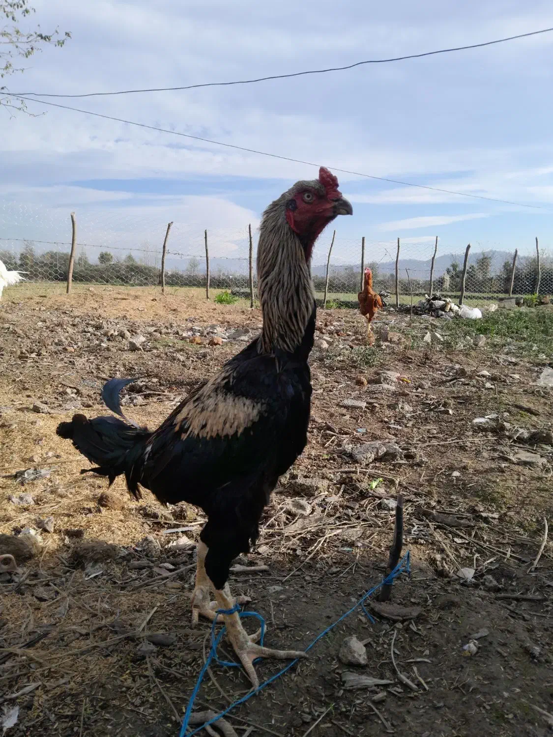 لاری|حیوانات مزرعه|شفت, |دیوار