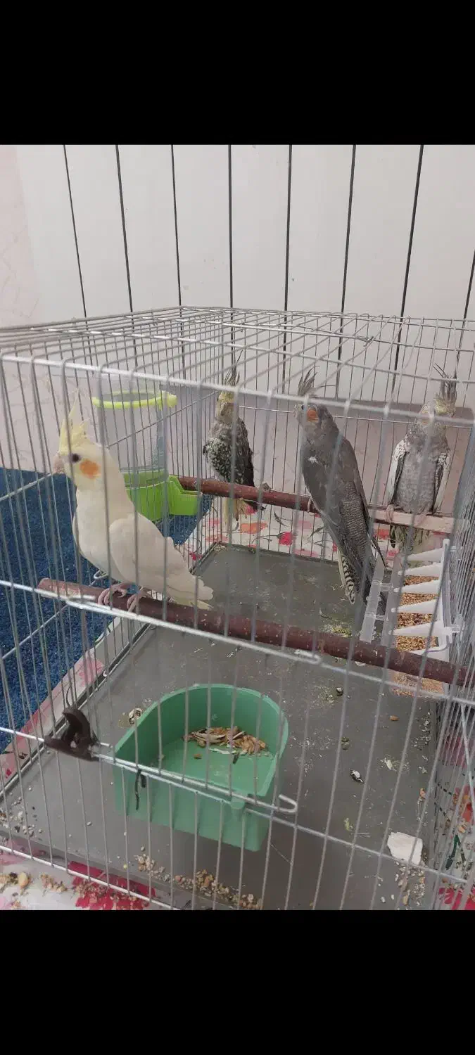 عروس هلندی جوجه 2 الی 3 ماهه دونخور|پرنده|اصفهان, پوریای ولی|دیوار