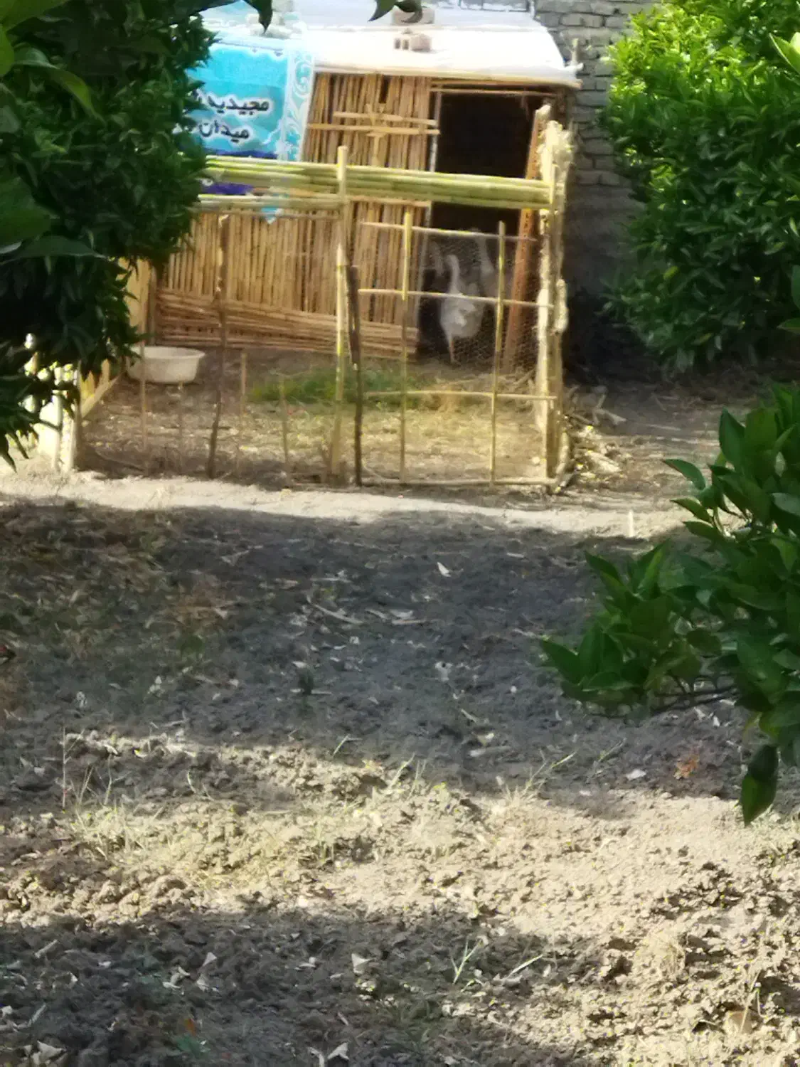 فروش غاز|حیوانات مزرعه|بهشهر, |دیوار