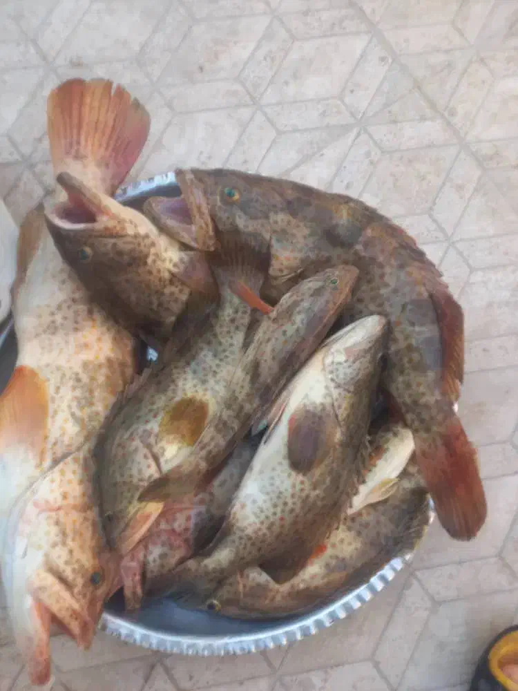 ماماهی  هامور(صید قلاب) کیلو۷۰۰۰۰۰|ماهی|برازجان, |دیوار