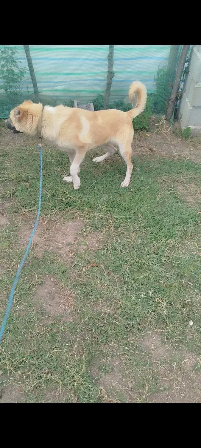 سرابی 10 ماه|سگ|تالش, هشتپر|دیوار