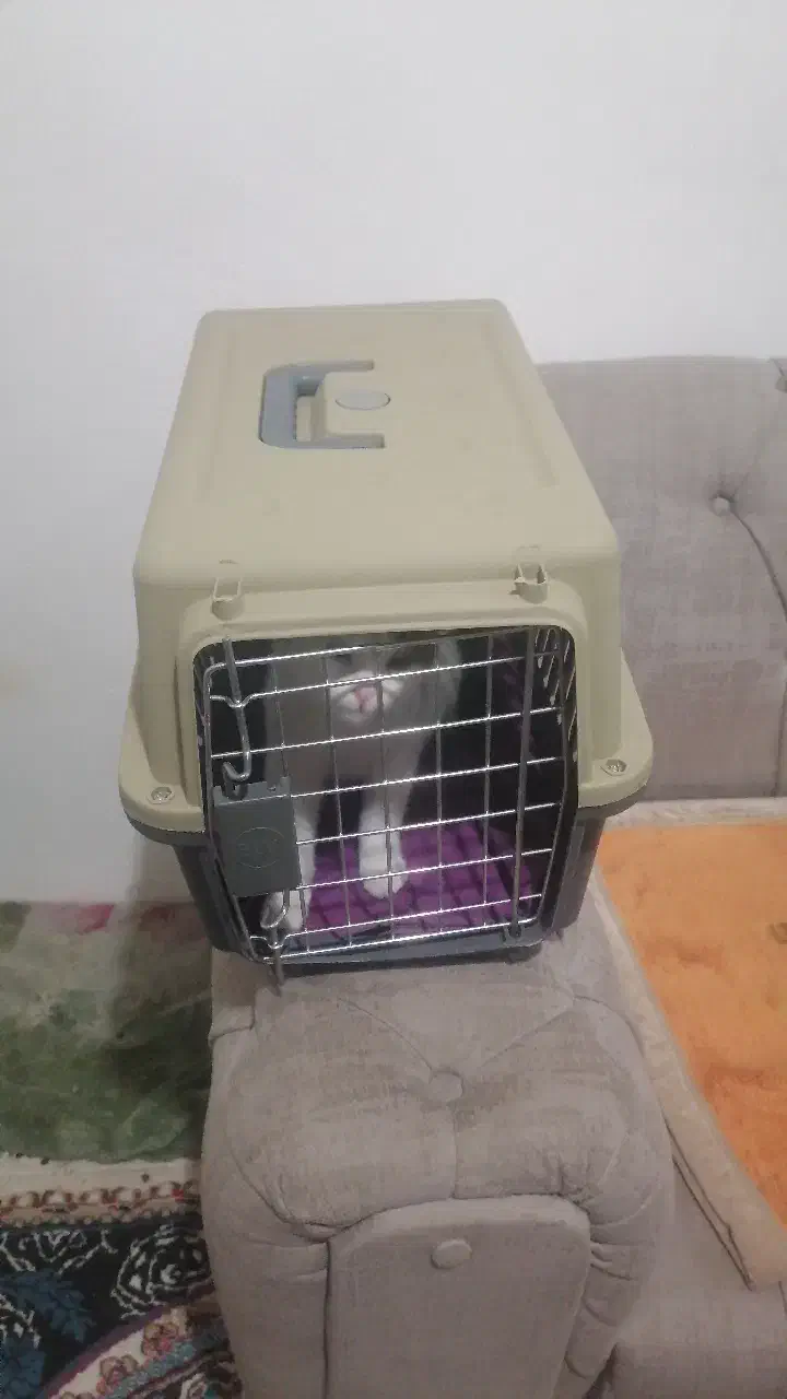 قفس حمل نقل گربه|لوازم جانبی حیوانات|نقده, |دیوار