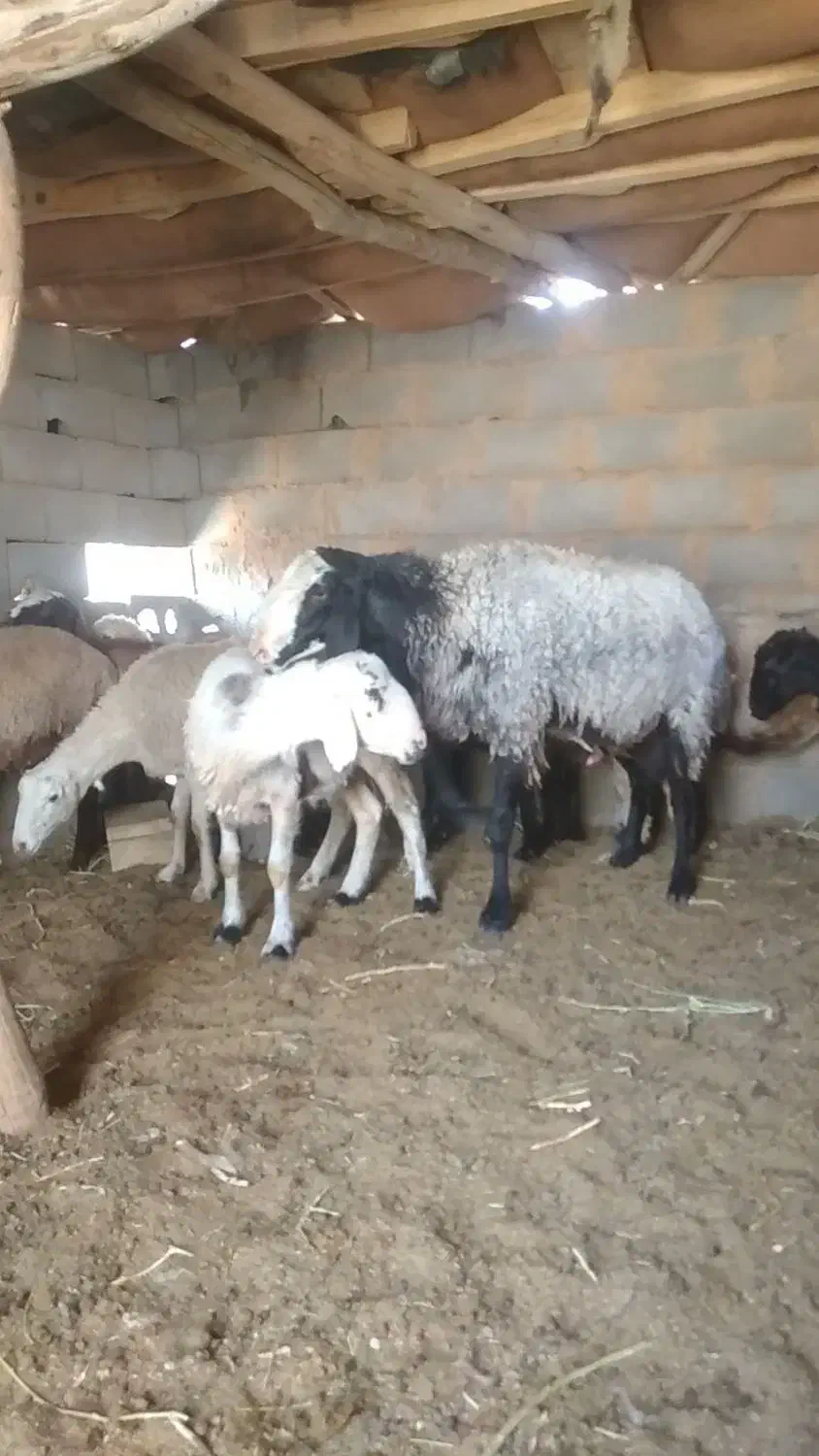 قوچ شال|حیوانات مزرعه|مهریز, |دیوار