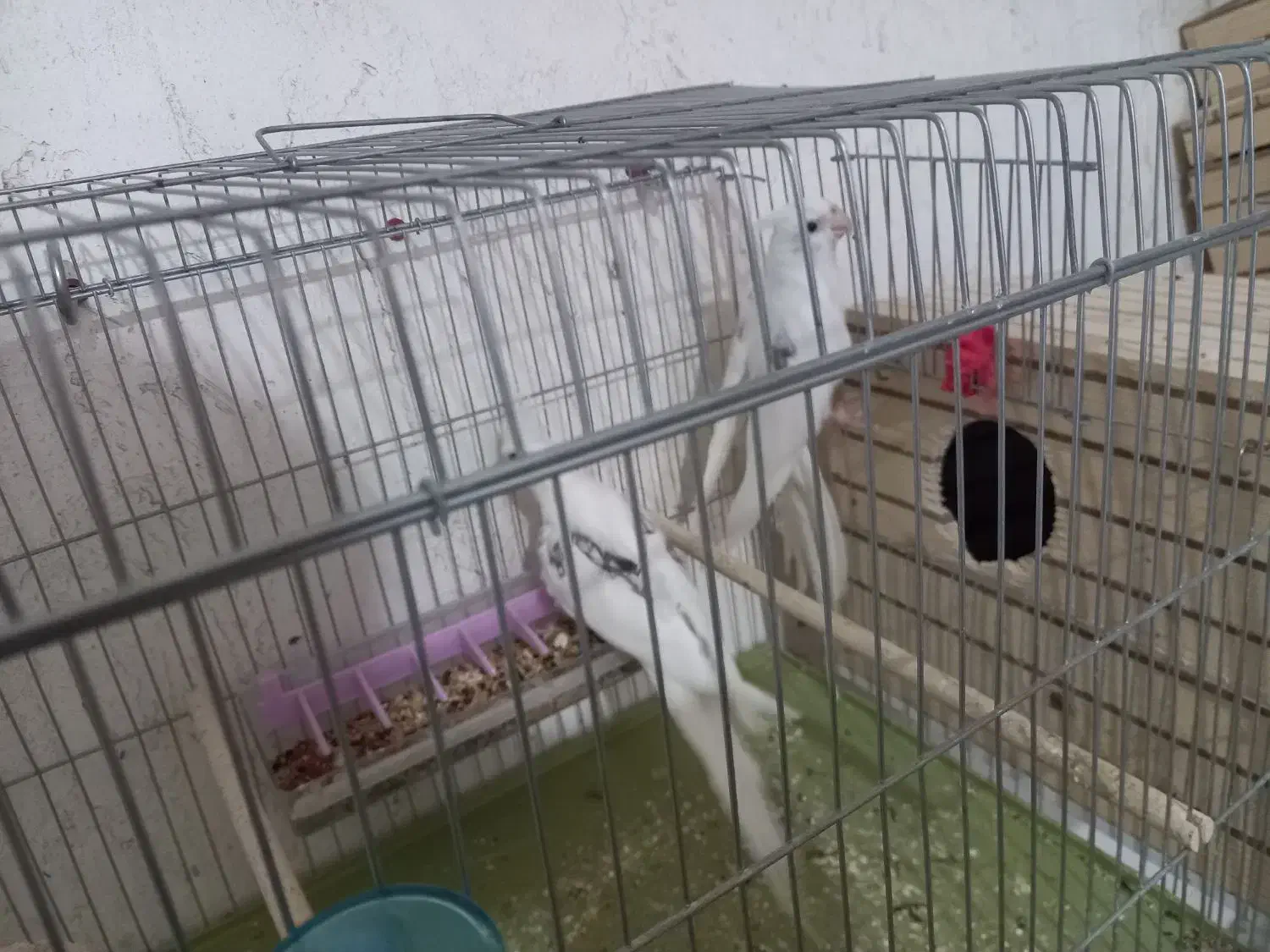 جفت عروس هلندی دوکت آلبینو زیبا و سرحال و جوان.|پرنده|جم, |دیوار