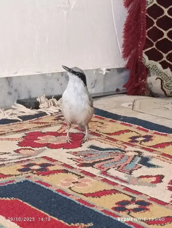 پرنده|پرنده|کوهدشت, |دیوار