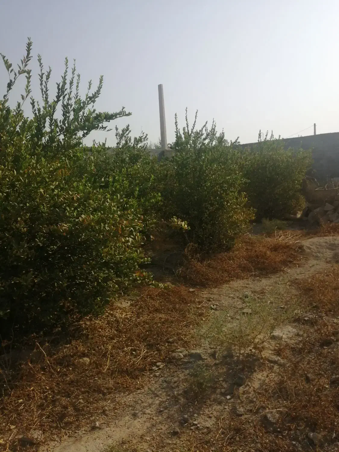 فروش زمین باغشهری مسکونی دهقاعد|فروش زمین و ملک کلنگی|برازجان, |دیوار