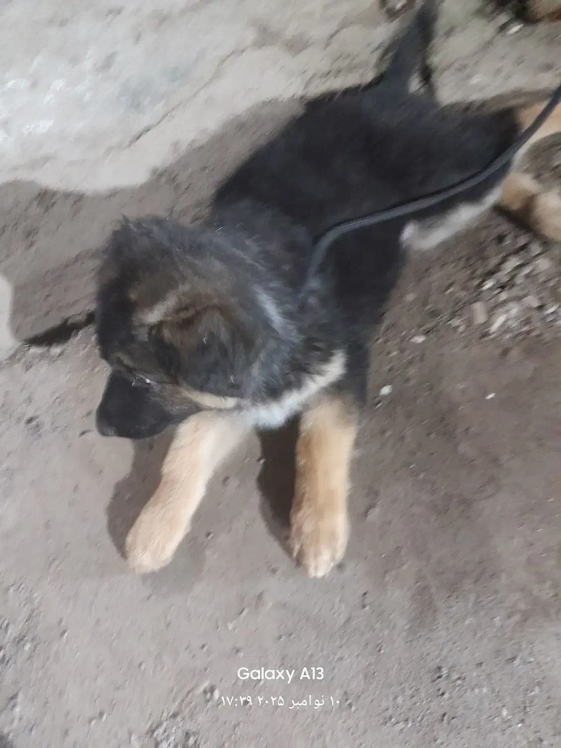 ژرمن شپرد|سگ|لاهیجان, قیام|دیوار