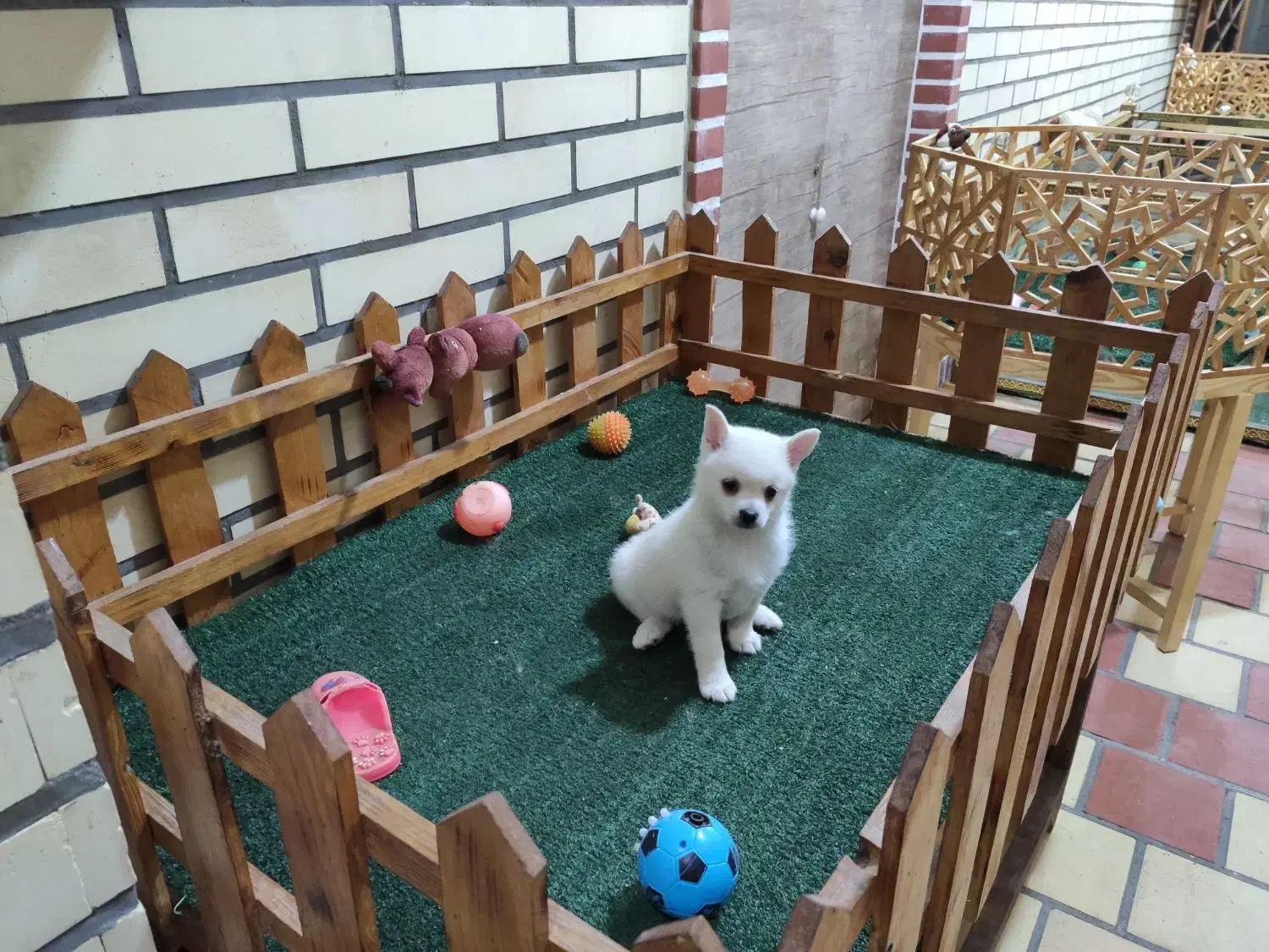 پامر اشپیتز ماده|سگ|کاشان, امیرکبیر|دیوار