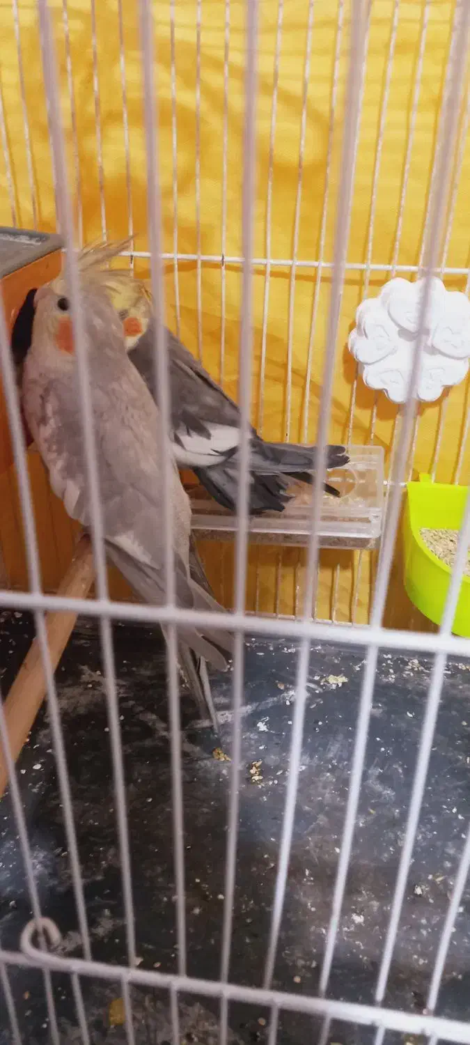 عروس هلندی|پرنده|تربت جام, یحیی آباد|دیوار